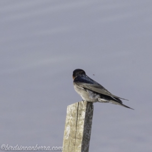 Hirundo neoxena at Molonglo Valley, ACT - 15 Sep 2019