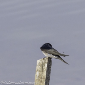 Hirundo neoxena at Molonglo Valley, ACT - 15 Sep 2019