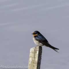 Hirundo neoxena at Molonglo Valley, ACT - 15 Sep 2019