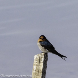 Hirundo neoxena at Molonglo Valley, ACT - 15 Sep 2019