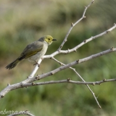 Ptilotula penicillata (White-plumed Honeyeater) at Molonglo Valley, ACT - 15 Sep 2019 by BIrdsinCanberra