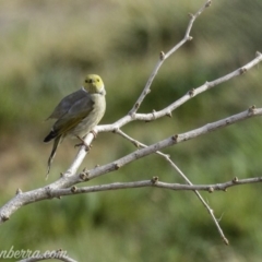 Ptilotula penicillata at Molonglo Valley, ACT - 15 Sep 2019