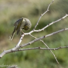 Ptilotula penicillata at Molonglo Valley, ACT - 15 Sep 2019