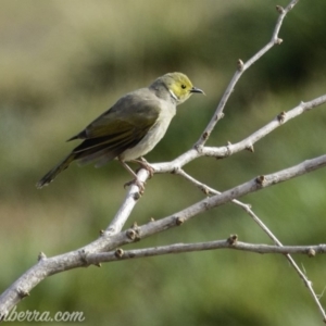 Ptilotula penicillata at Molonglo Valley, ACT - 15 Sep 2019