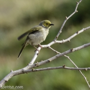 Ptilotula penicillata at Molonglo Valley, ACT - 15 Sep 2019