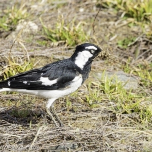 Grallina cyanoleuca at Molonglo Valley, ACT - 15 Sep 2019 09:00 AM