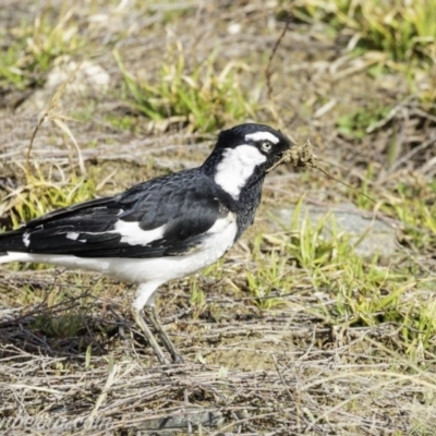 Grallina cyanoleuca (Magpie-lark) at Molonglo Valley, ACT - 15 Sep 2019 by BIrdsinCanberra