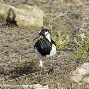 Grallina cyanoleuca at Molonglo Valley, ACT - 15 Sep 2019