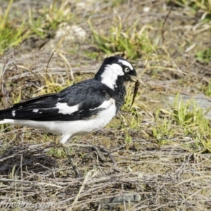 Grallina cyanoleuca at Molonglo Valley, ACT - 15 Sep 2019 09:00 AM