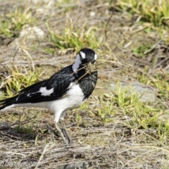 Grallina cyanoleuca at Molonglo Valley, ACT - 15 Sep 2019 09:00 AM