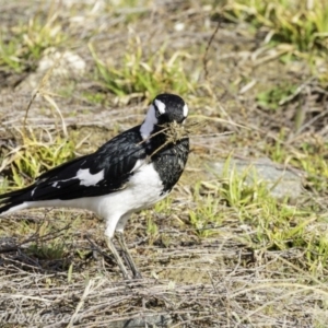 Grallina cyanoleuca at Molonglo Valley, ACT - 15 Sep 2019