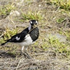 Grallina cyanoleuca at Molonglo Valley, ACT - 15 Sep 2019 09:00 AM