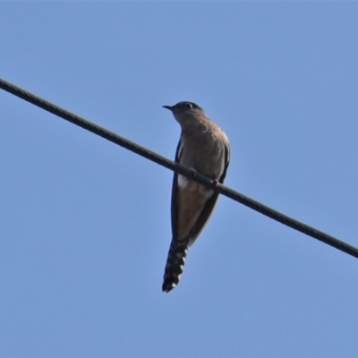 Cacomantis flabelliformis (Fan-tailed Cuckoo) at Deakin, ACT - 27 Sep 2019 by JackyF