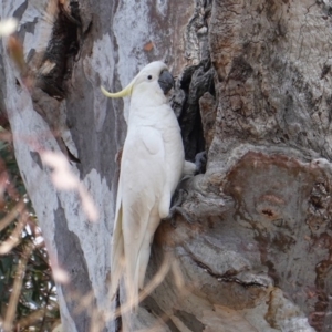 Cacatua galerita at Deakin, ACT - 27 Sep 2019 10:23 AM