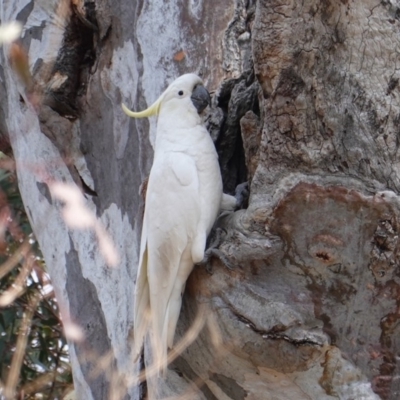 Cacatua galerita (Sulphur-crested Cockatoo) at Deakin, ACT - 27 Sep 2019 by JackyF