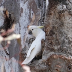 Cacatua galerita at Deakin, ACT - 27 Sep 2019 10:23 AM