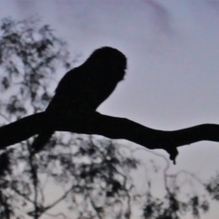 Podargus strigoides (Tawny Frogmouth) at Red Hill to Yarralumla Creek - 26 Sep 2019 by JackyF