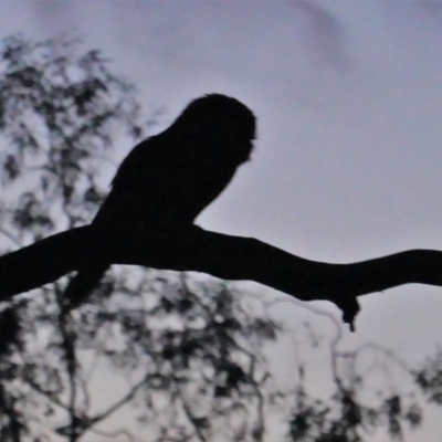 Podargus strigoides (Tawny Frogmouth) at Hughes, ACT - 26 Sep 2019 by JackyF