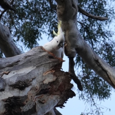 Cacatua galerita (Sulphur-crested Cockatoo) at Federal Golf Course - 26 Sep 2019 by JackyF