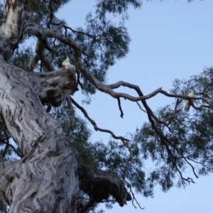 Cacatua galerita at Red Hill, ACT - 26 Sep 2019 06:02 PM