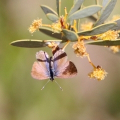 Nacaduba biocellata (Two-spotted Line-Blue) at Acton, ACT - 26 Sep 2019 by RodDeb