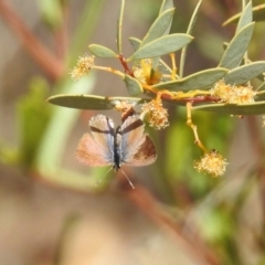 Nacaduba biocellata at Acton, ACT - 27 Sep 2019 09:45 AM