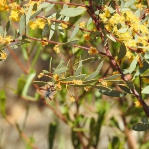 Nacaduba biocellata at Acton, ACT - 27 Sep 2019