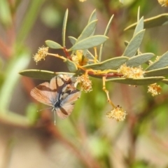 Nacaduba biocellata at Acton, ACT - 27 Sep 2019 09:45 AM