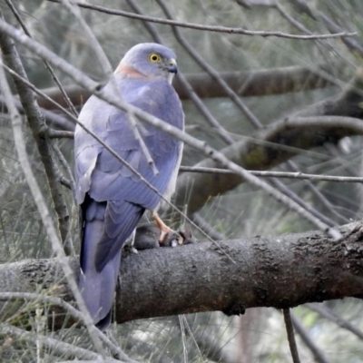 Accipiter cirrocephalus (Collared Sparrowhawk) at Fyshwick, ACT - 27 Sep 2019 by RodDeb