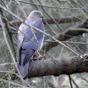 Accipiter cirrocephalus at Fyshwick, ACT - 27 Sep 2019