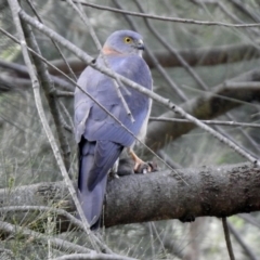 Accipiter cirrocephalus at Fyshwick, ACT - 27 Sep 2019