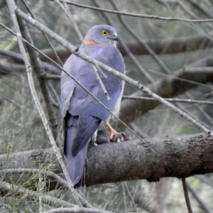 Accipiter cirrocephalus at Fyshwick, ACT - 27 Sep 2019