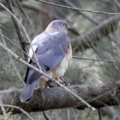 Tachyspiza cirrocephala at Fyshwick, ACT - 27 Sep 2019