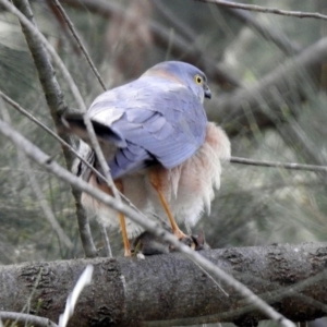 Accipiter cirrocephalus at Fyshwick, ACT - 27 Sep 2019