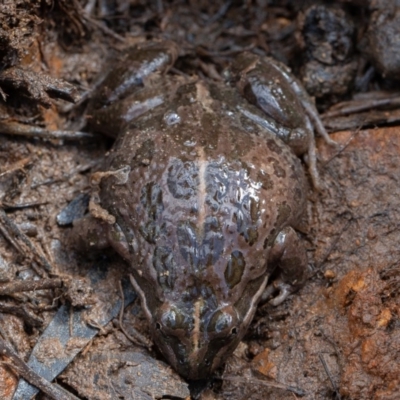 Limnodynastes tasmaniensis (Spotted Grass Frog) at Kowen, ACT - 24 Sep 2019 by rawshorty