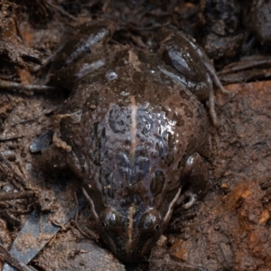 Limnodynastes tasmaniensis at Kowen, ACT - 25 Sep 2019 09:40 AM