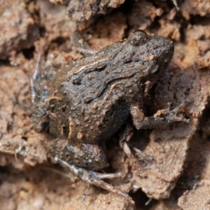 Crinia sp. (genus) at Kowen, ACT - 25 Sep 2019 10:02 AM