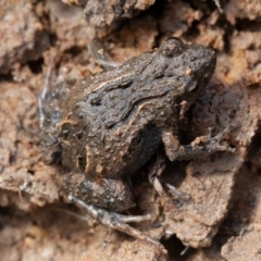 Crinia sp. (genus) (A froglet) at Kowen Woodland - 25 Sep 2019 by rawshorty