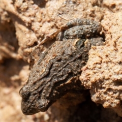 Crinia sp. (genus) at Kowen, ACT - 25 Sep 2019 10:02 AM