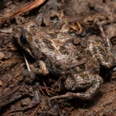 Crinia sp. (genus) (A froglet) at Kowen, ACT - 24 Sep 2019 by rawshorty
