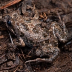 Crinia sp. (genus) at Kowen, ACT - 25 Sep 2019 09:45 AM