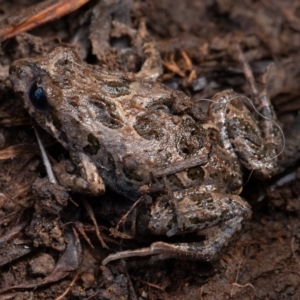 Crinia sp. (genus) at Kowen, ACT - 25 Sep 2019 09:45 AM