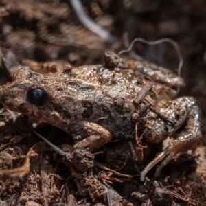 Crinia sp. (genus) at Kowen, ACT - 25 Sep 2019