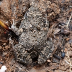 Crinia sp. (genus) (A froglet) at Kowen Woodland - 25 Sep 2019 by rawshorty