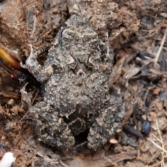 Crinia sp. (genus) (A froglet) at Kowen, ACT - 25 Sep 2019 by rawshorty