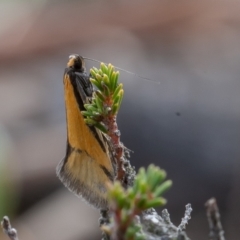 Philobota undescribed species near arabella (A concealer moth) at Kowen, ACT - 24 Sep 2019 by rawshorty