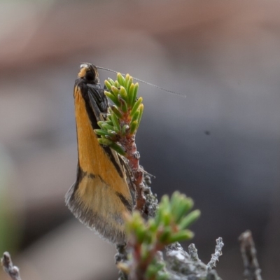 Philobota undescribed species near arabella (A concealer moth) at Kowen, ACT - 25 Sep 2019 by rawshorty