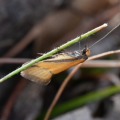 Philobota undescribed species near arabella at Kowen, ACT - 25 Sep 2019 09:34 AM