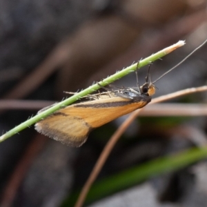 Philobota undescribed species near arabella at Kowen, ACT - 25 Sep 2019