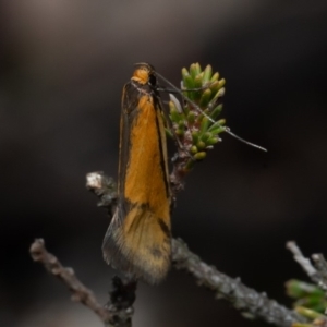 Philobota undescribed species near arabella at Kowen, ACT - 25 Sep 2019